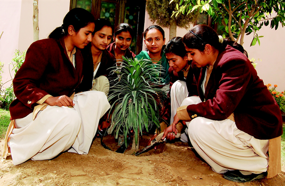 Tree Plantation